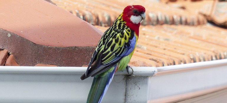 a parrot sitting on the gutter- seamless gutters Dallas