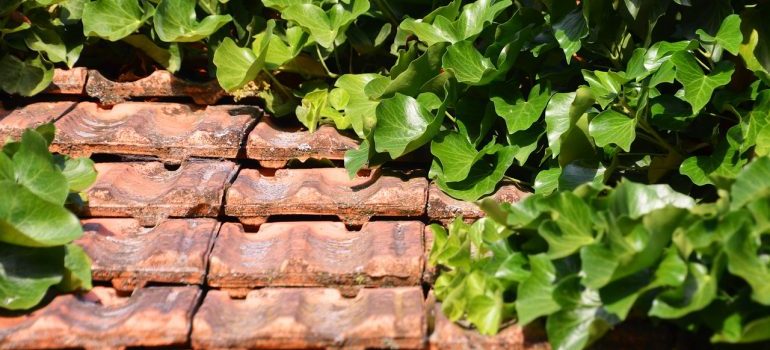 Tree above the roof top