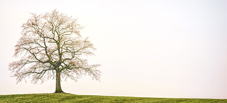 A nice looking tree- spring-cleaning your roof and gutters