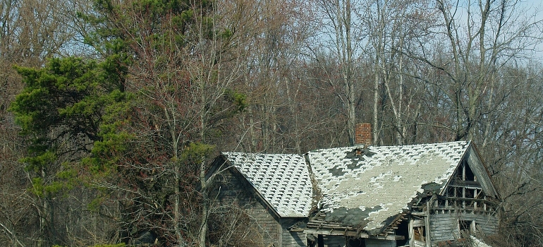 Trees and roof