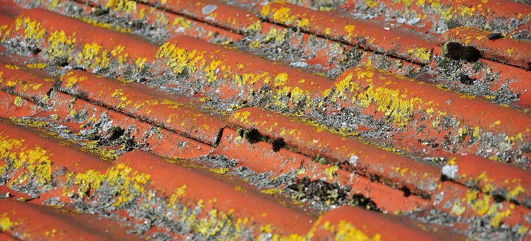 Moldy shingles